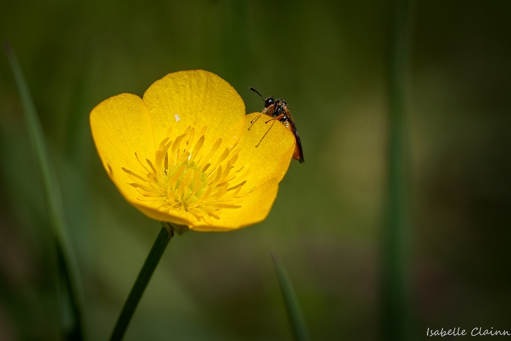 bouton d'or fp.jpg