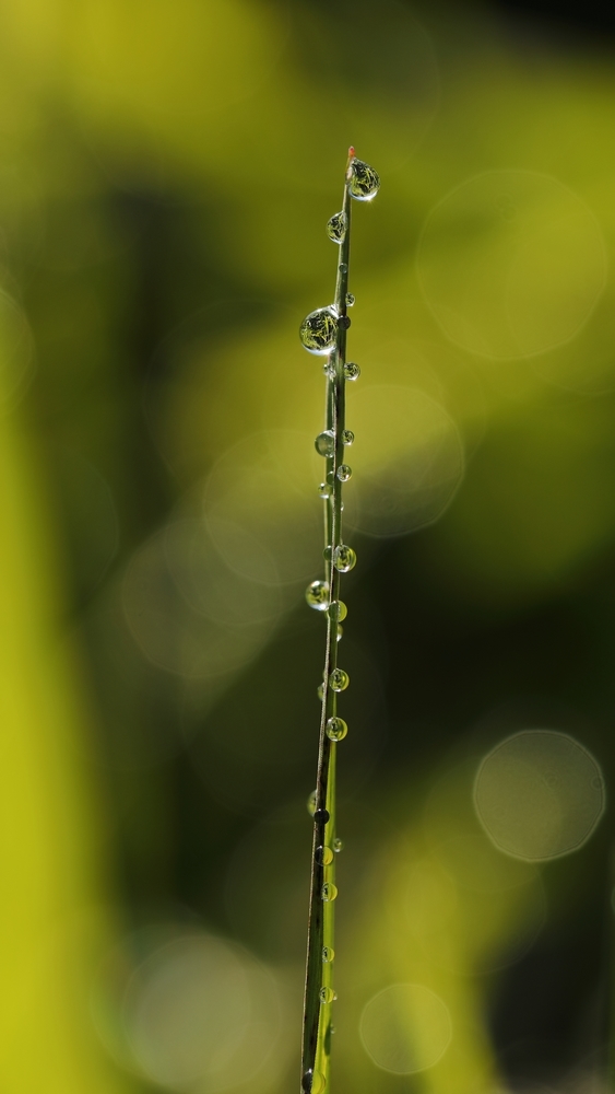 2G6A1144.JPG.185fe3bfc3f1934f8b6a857e1fb1dbd0.JPG