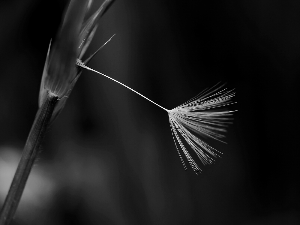 2G6A1174nb.JPG.18a313680836a036efbd6abb5cf55507.JPG