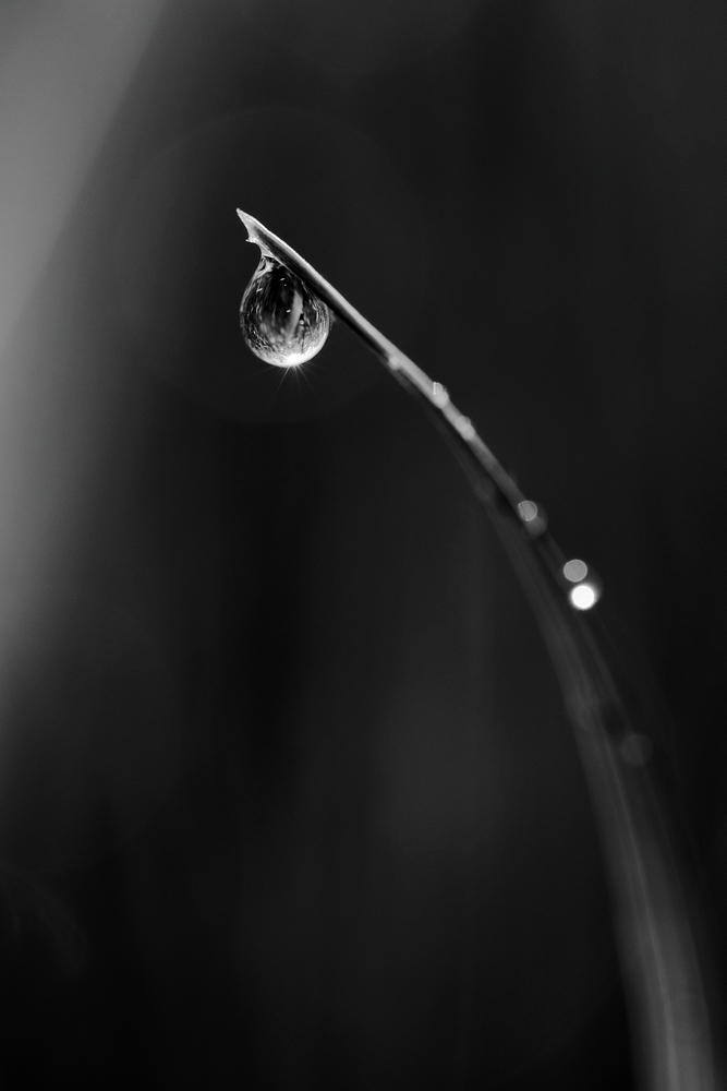2G6A1237.JPG.84d7a46a6cc419ad58e64a4c8e1f682f.JPG