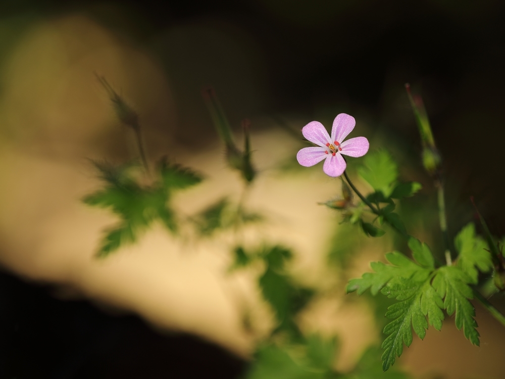 2G6A1324.JPG.3d78a4226ce9e07442bbc4f40b09b253.JPG