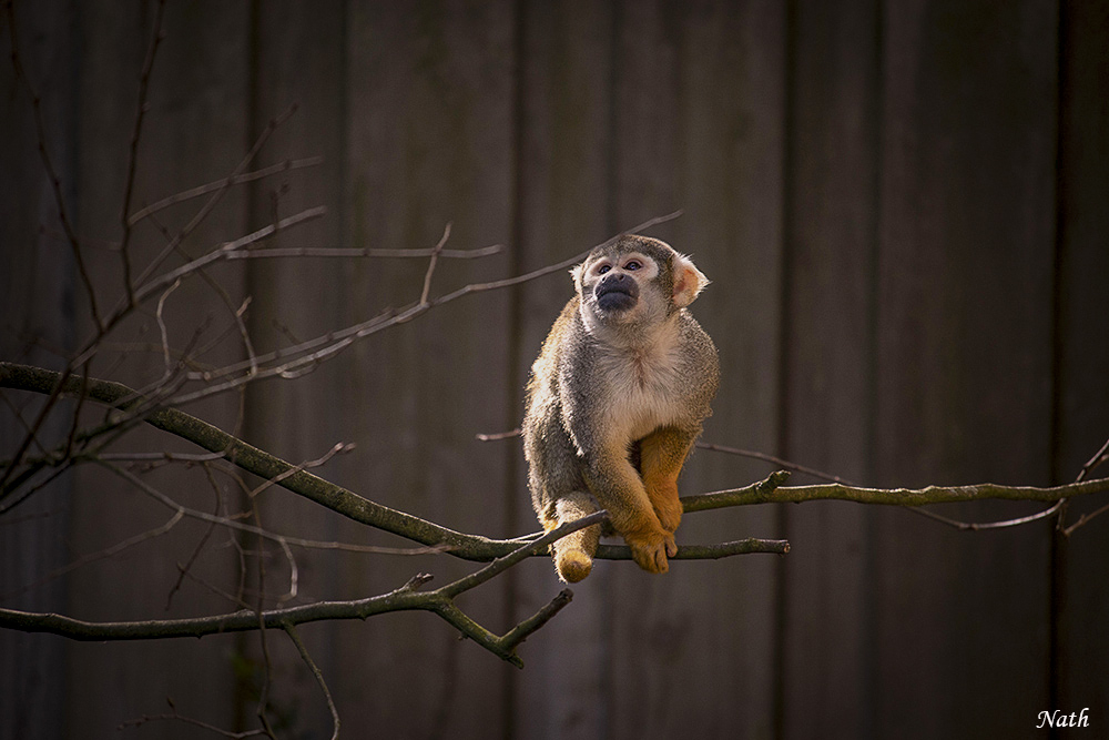 989889652_Petitsinge.JPG.7886010e975bfc52c3b3712b94eb81dd.JPG