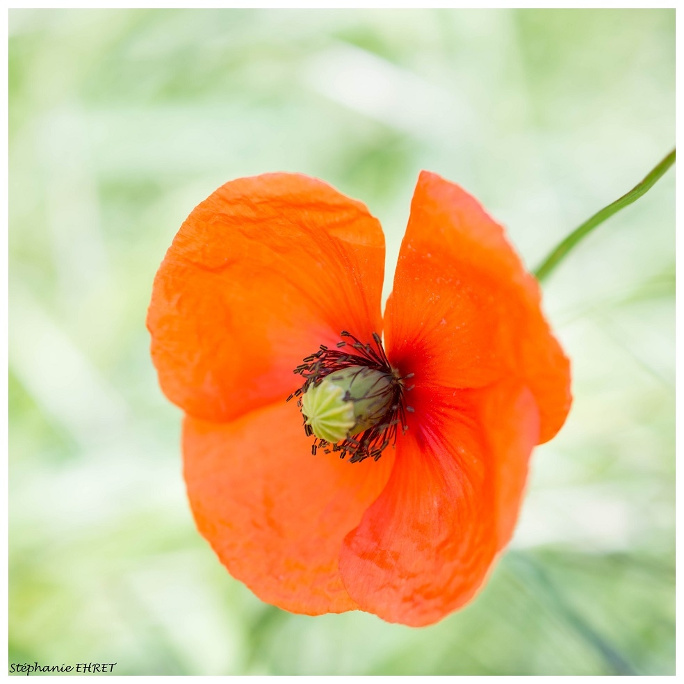 COQUELICOT.jpg.e1f54cc137498cca5d321943b8b2470c.jpg