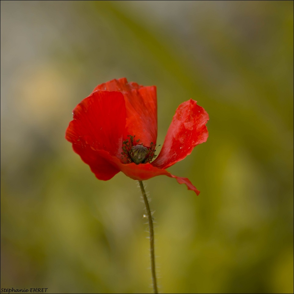 COQUELICOT2.jpg.2546361a46740840888e55a7c9a203c4.jpg