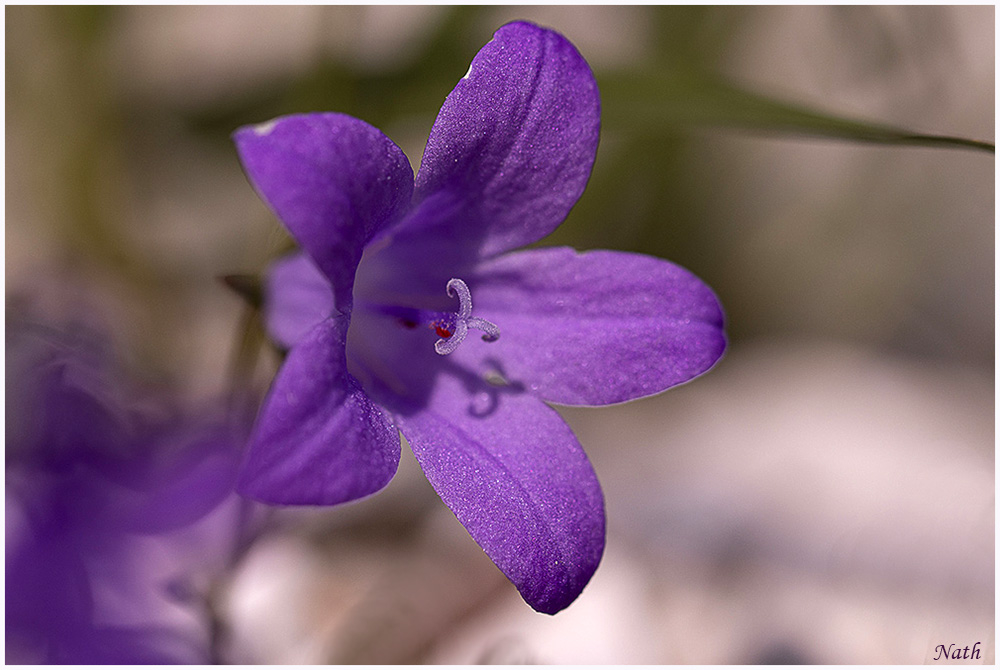 Campanule_3.JPG.cdee6c11e15c58ee6154e0ef46c50b53.JPG