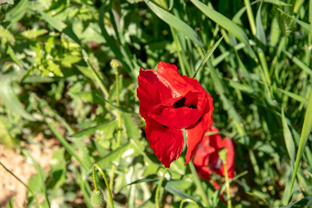 DSC_0018.JPG.39e0ad7f879e8ba16c2bef5bd331e46f.JPG