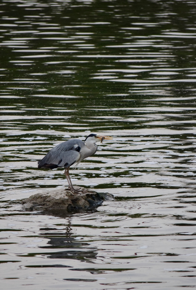 DSC_0979a.JPG.44c1c331c5ca14d1a2c9fcd5df35df24.JPG