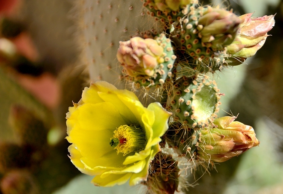 DSC_6011..jpg.c70a414186826e7a5f5cea32fe4d637f.jpg
