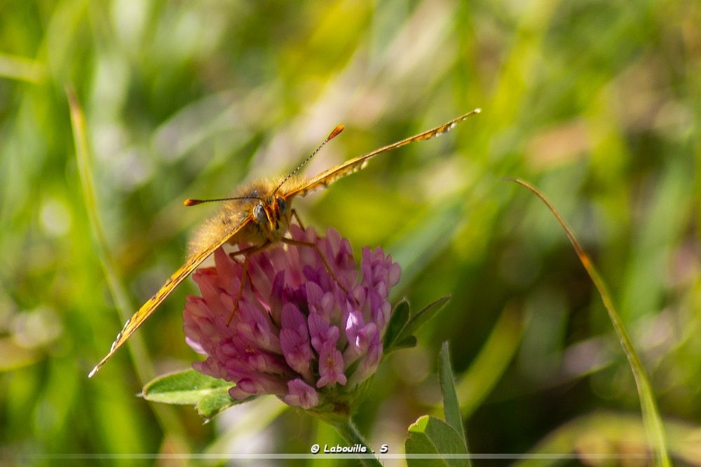 IMG_2464.jpg.a72428035723a073b239c1cc23865f94.jpg