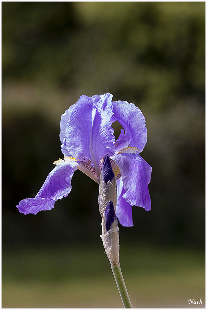 Iris.JPG.76acec0fbaa9779d9165ba482ce3a75c.JPG