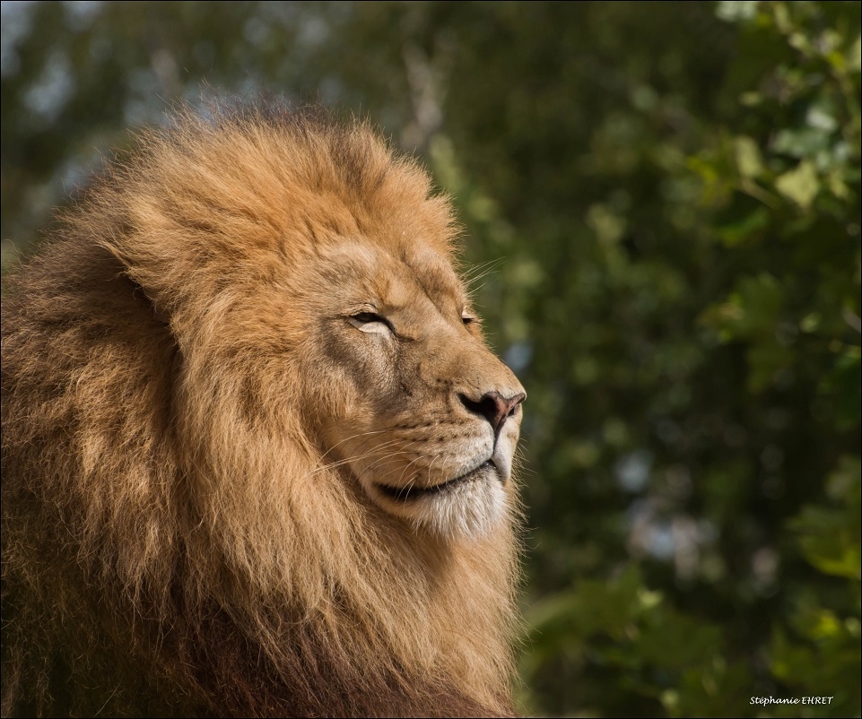 LION.jpg.98e1ff507bad7df5108fb2f6a581a814.jpg