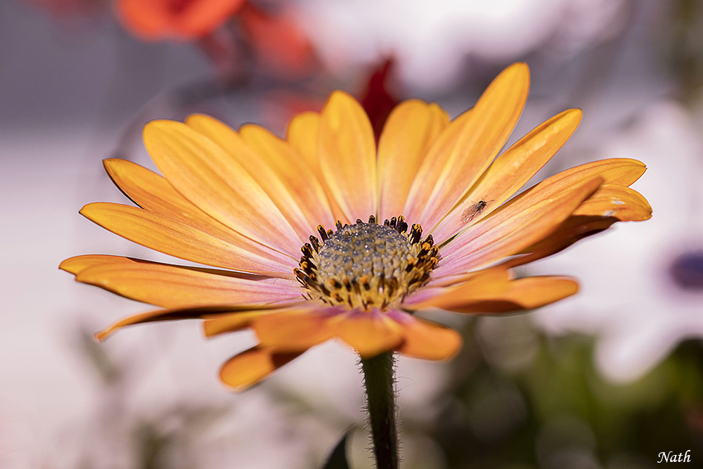 Osteospermum.jpg.386eab041934387ff6f16b1a693bbbd6.jpg