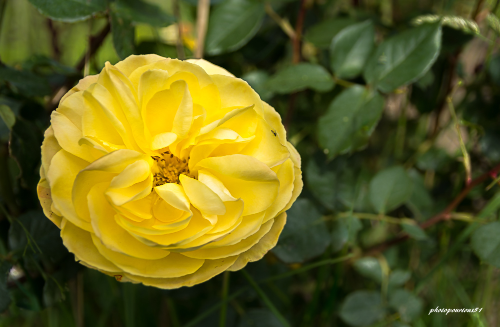 _-4.jpg.c79063cb194cbdec9c2db51f49e0b16d.jpg
