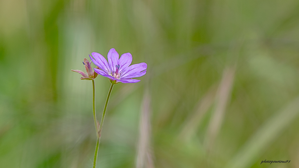 _-5.jpg.5a80614cb01f3f4b3e4b5f89fbf84669.jpg