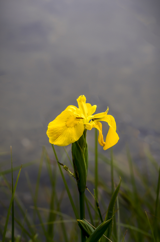 _DSC2927-4.jpg.cbe60c2ec23dfa9599f3f11771afdd7a.jpg