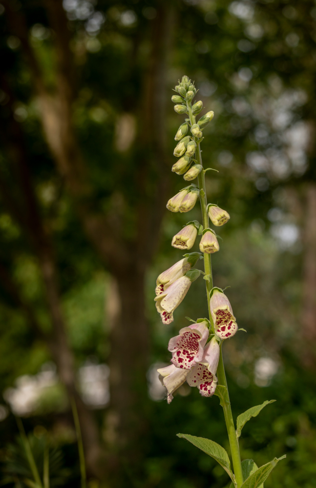 digitales-01.jpg.f48fedca9d15ae76ba571853a2028db4.jpg