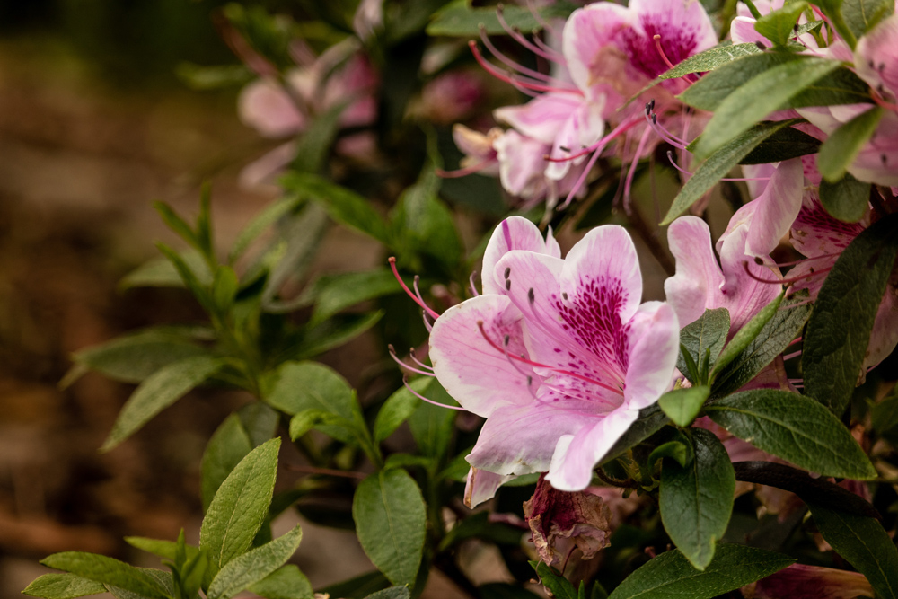 pink-flower.jpg.c61f8783500de4c3d97ec807a3122b63.jpg