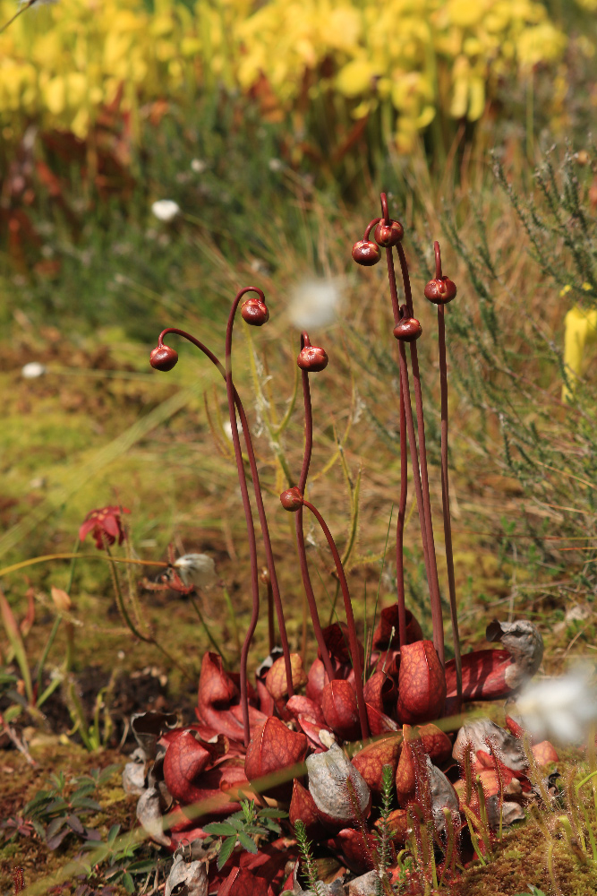 plante-ori.jpg.181b4d1c95a2457c2e76a1be38e6e701.jpg
