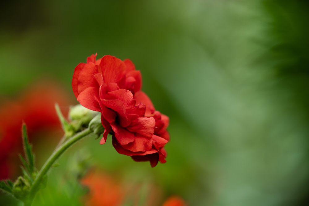 redFlower.jpg.bac9ec6637e552911d6056feea7d6f85.jpg