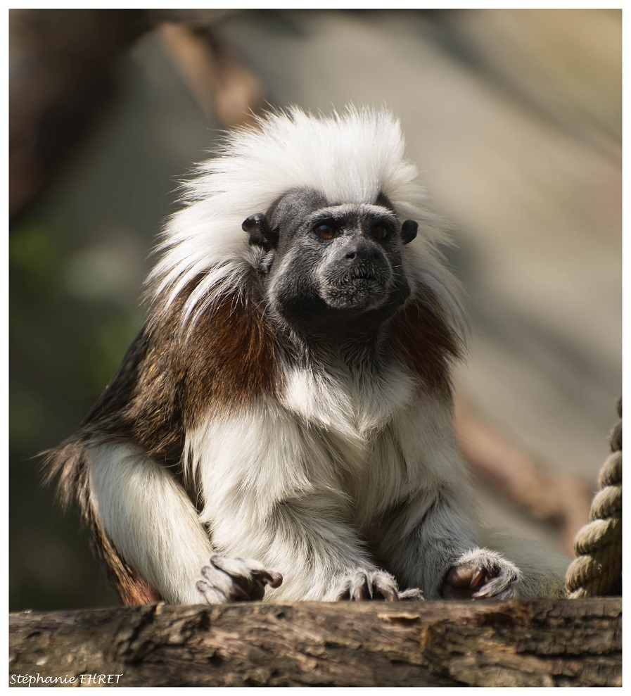 tamarin.jpg.fa0aad3c46d6044841b6073fabf5d51f.jpg