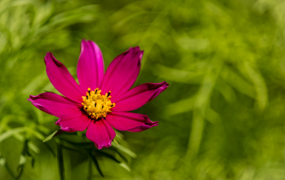 01062019-GardenCosmos.jpg.dae9dd740b8ca00cd50a94d8ed360e4c.jpg