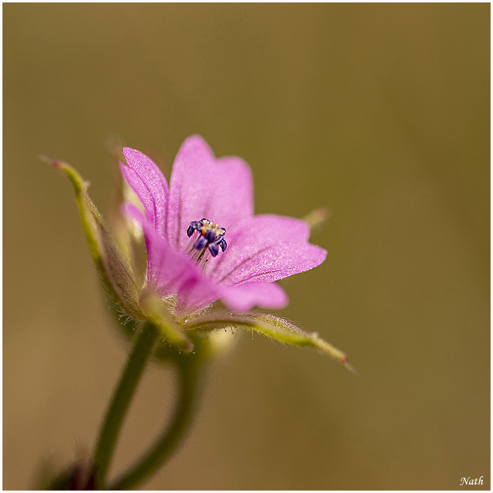 100856531_Fleurrose_1b.jpg.b6c485f56a4f3fd22d37bf52adfbdb02.jpg