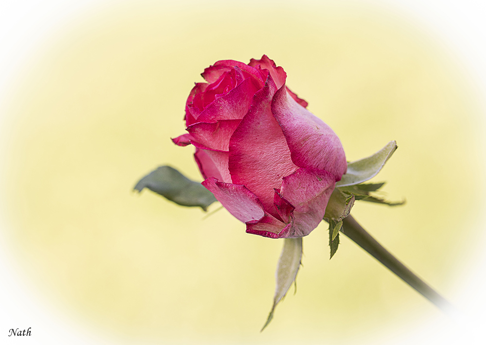 1306350557_Roserouge(vignetageblanc).JPG.d369243c023f6a82dfacda38c837b601.JPG