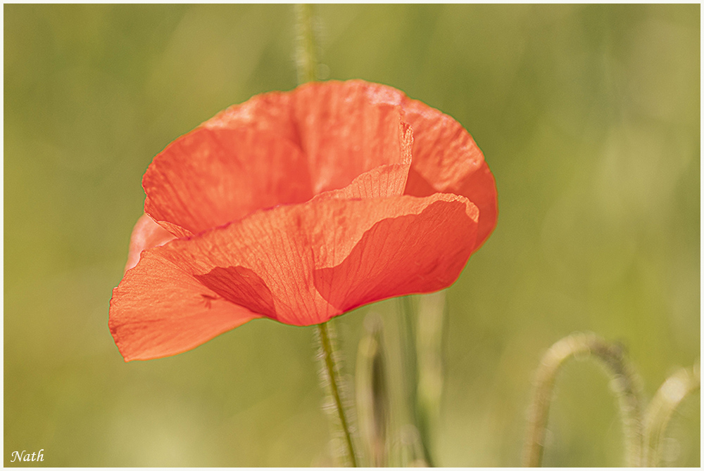 256535328_coquelicot_5c.jpg.4a8cd4e789c7c480533c121234d3d421.jpg