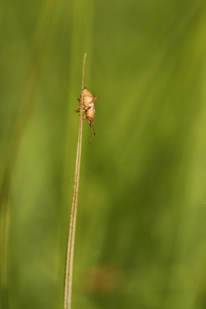 2G6A1348.JPG.e0eaccf546bc757f3f99cd77428bc0a4.JPG