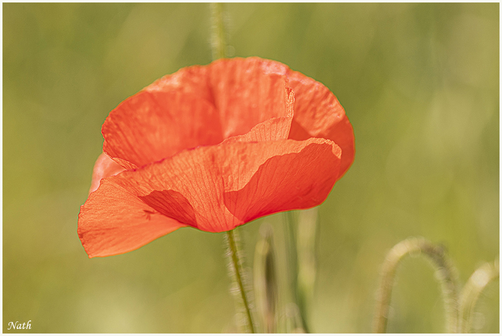 324020960_coquelicot_5c1.jpg.6158624c527dcedb2227a4f924472614.jpg