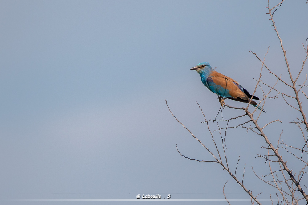 7d-5355.jpg.aeeba5e5ae9ed2f35dcaa5d81fca641a.jpg