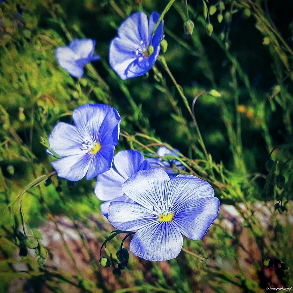 870084126_IMG0001FleurdeLinDxOB.jpg.e2c36c263545d225a5768430bed999ac.jpg