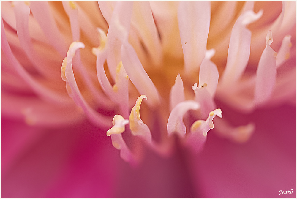 919884431_Coeurdepivoine_3.JPG.6f268e60a186130f61f1d0eca136cd61.JPG