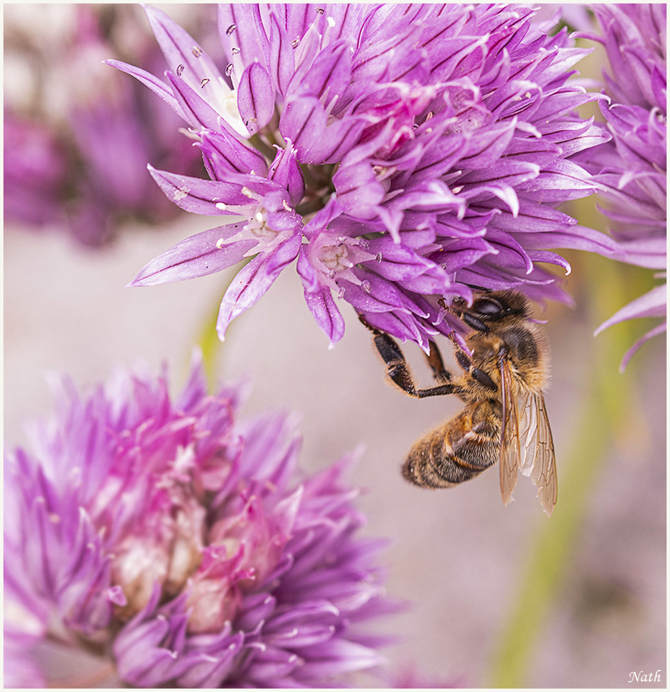 Abeille_1.JPG.198ec7c8df17d573900089f690f4b1cb.JPG