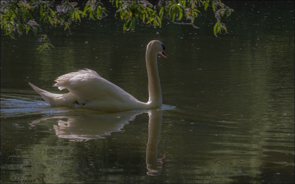 CYGNE.jpg.5564b29f52be5c96ce2c1a5918bdc017.jpg