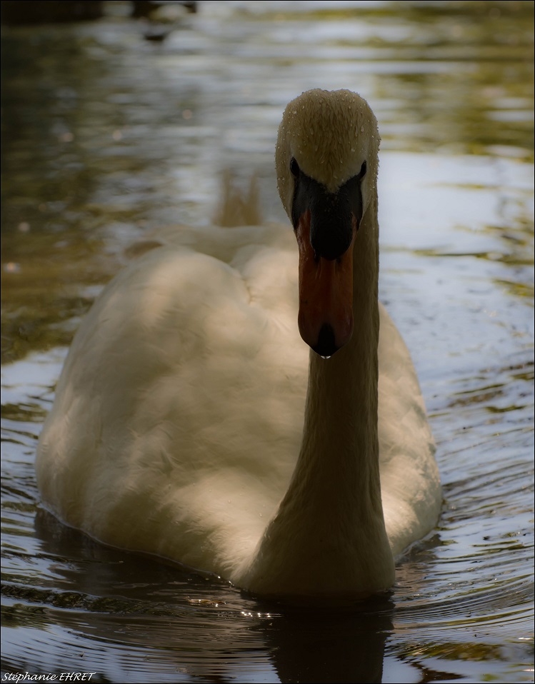 CYGNE2.jpg.b9c59df080e272a9e9a2f4bed0301be3.jpg