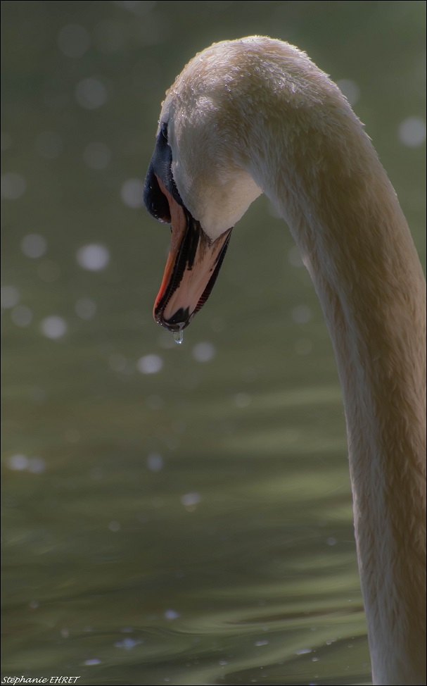CYGNE3.jpg.d1d651e8d3bf7224cf392e7761551e55.jpg