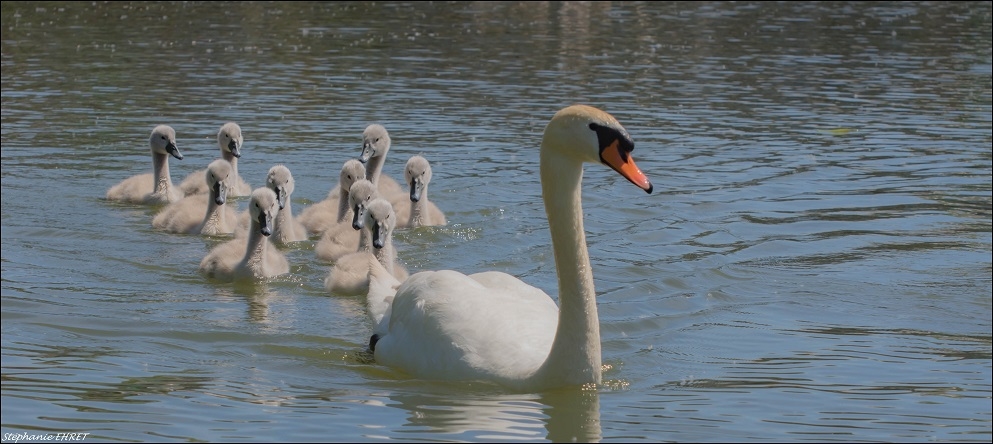 CYGNEBEBE.jpg.bd43677be4ffcab14c02c99bce5f40f8.jpg