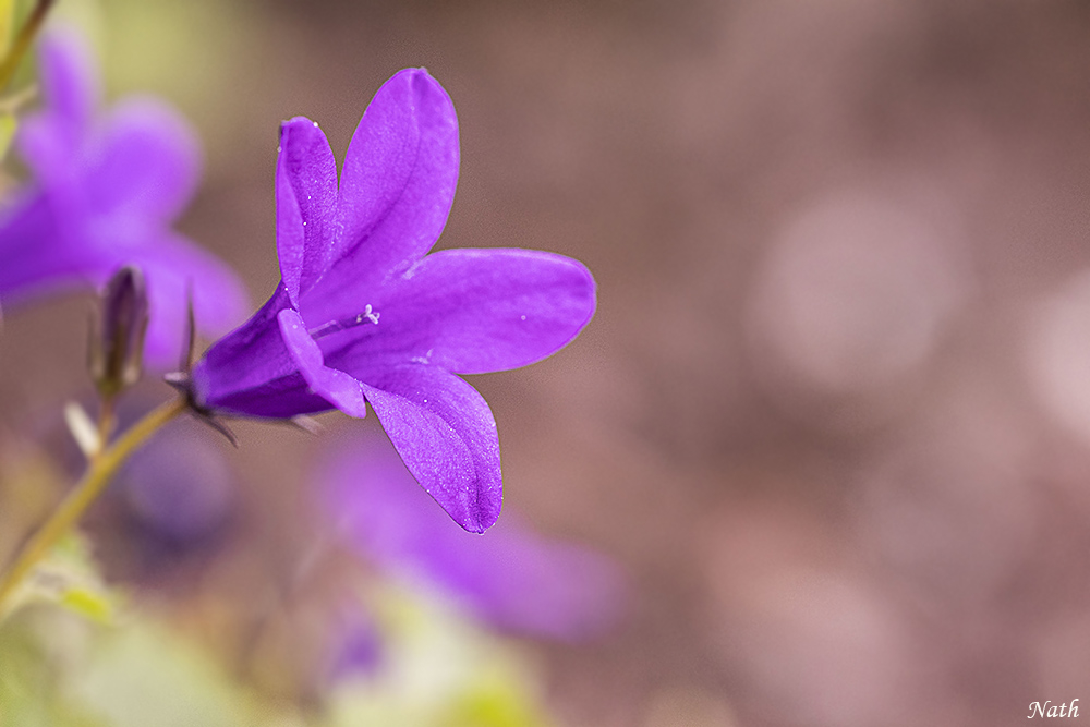 Campanule_5.JPG.c99ecf3ebd2a45eaa41b38ff38b841a4.JPG