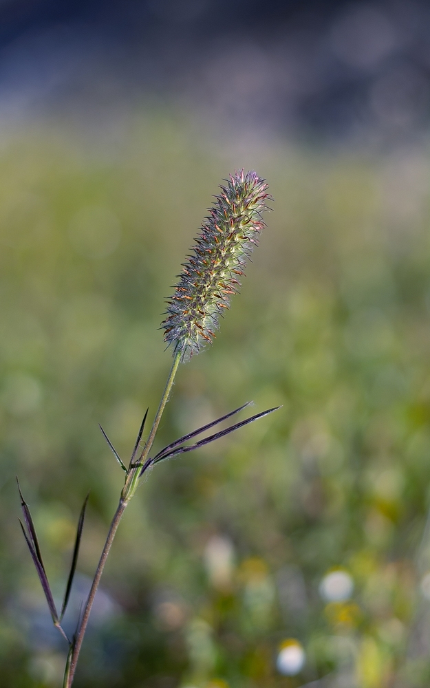 DSC_8904.jpg.9a8cdbeea4cca0c3d812afbc37124829.jpg