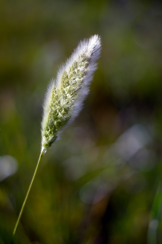 DSC_8909.jpg.6bf5418b66b355fb360a7d86bc3c4aad.jpg