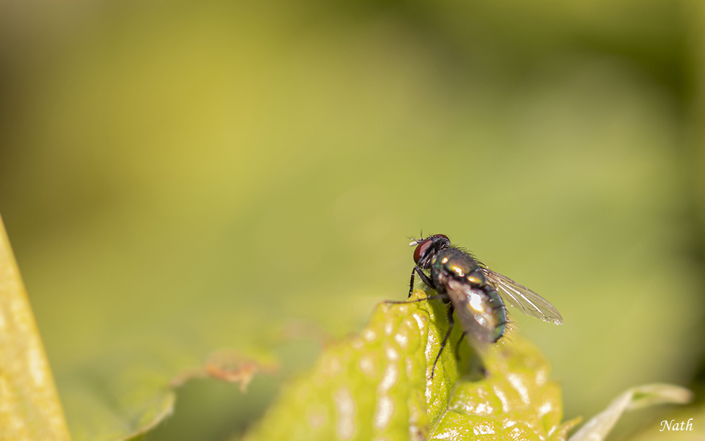 Mouche.JPG.7703e85967ca7fc406dd057c502c214c.JPG