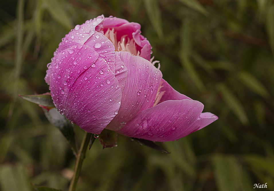 Pivoine_3.JPG.0cac87288d8b59576705769161d8fa1a.JPG