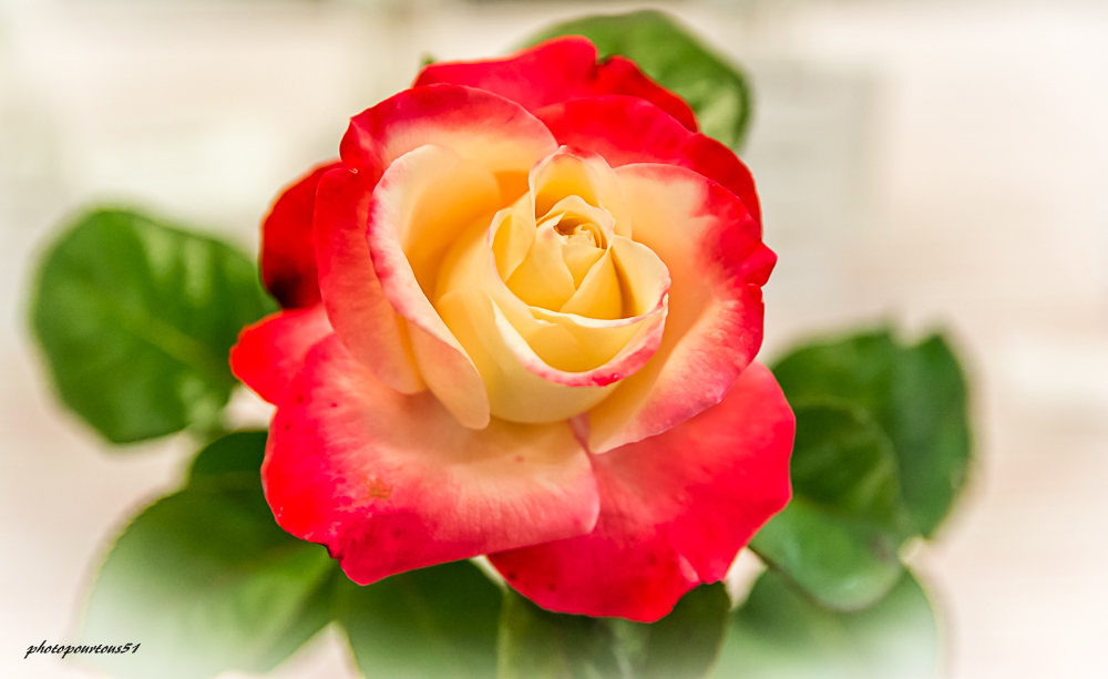_-4.jpg.b3b323df08e353660bf8c457e75949b1.jpg