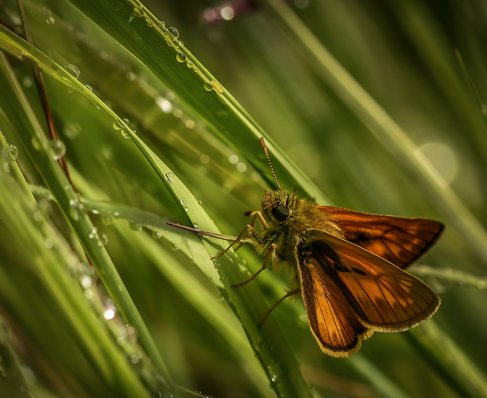 _DSC2938-4.jpg.1300d43e34bda5893cbc7f756a9cefb3.jpg