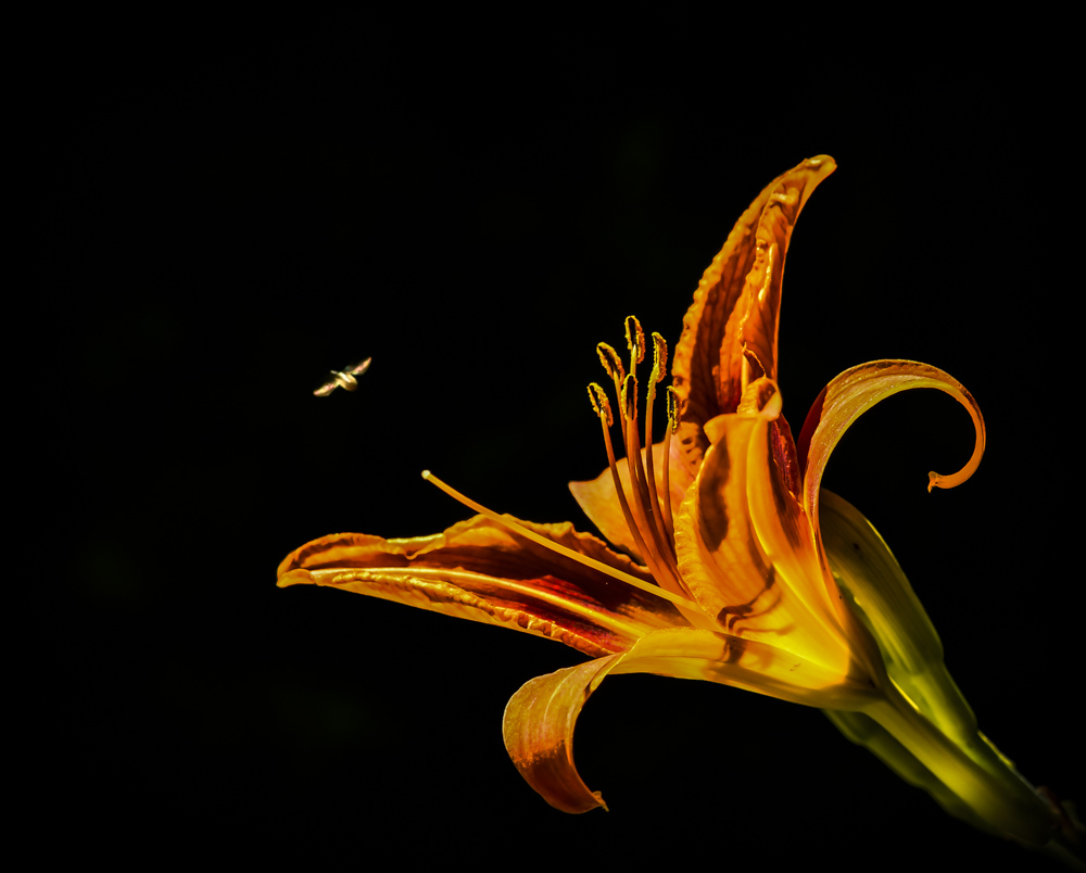 _DSC3259-3.jpg.d7f580926f50d757a1ae98ae01b8774e.jpg