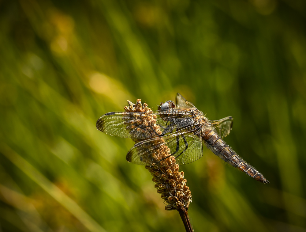 _DSC3297-3.jpg.d9ce12d8818f0e9858c9a6cac07d31e5.jpg