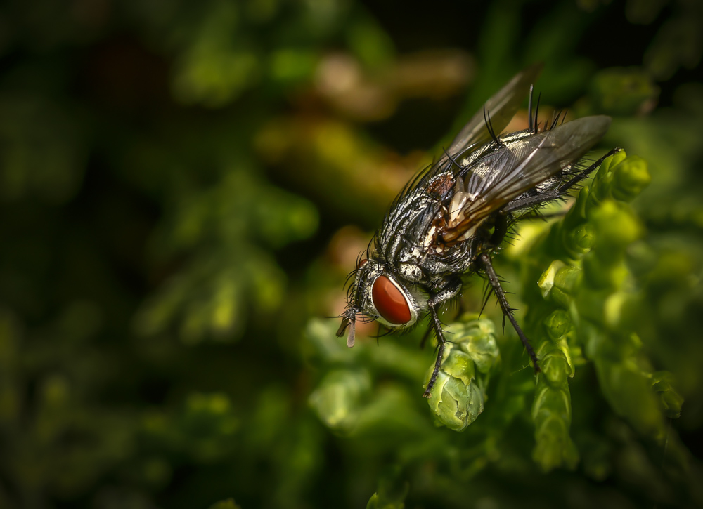 _DSC3321-3.jpg.73243a3fe9c6ffc41eb38a3243346ecf.jpg