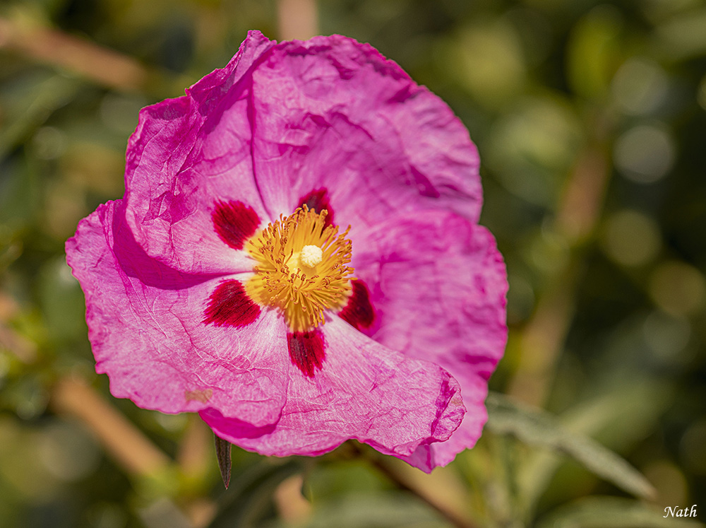 coquelicot_1.JPG.5f5307a0deb1574b1015dd4d1a234d79.JPG