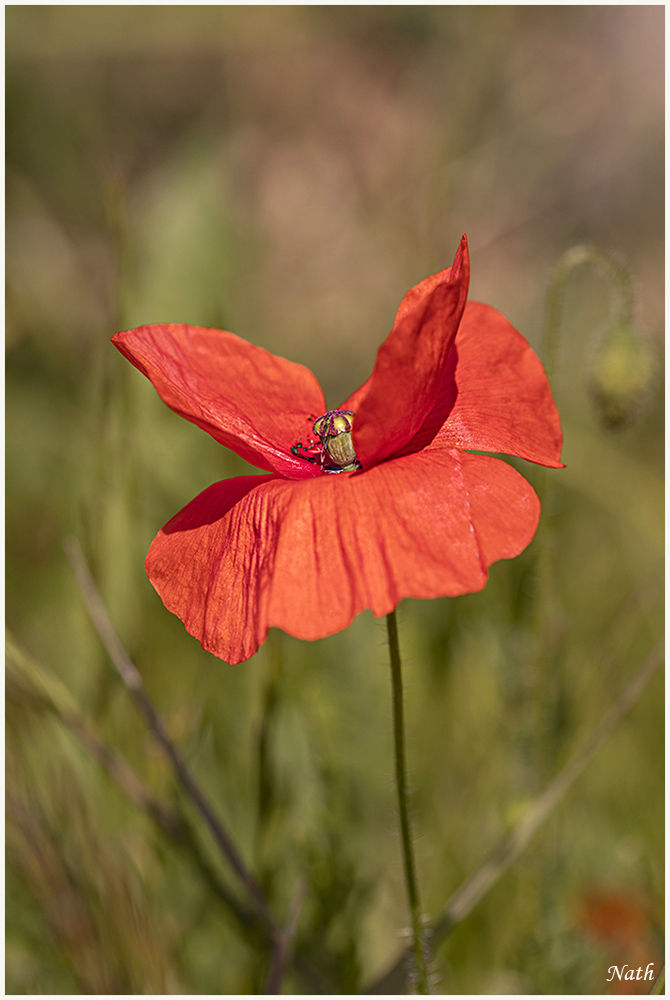 coquelicot_6.JPG.6c9742eeb264e0547d22734724681814.JPG